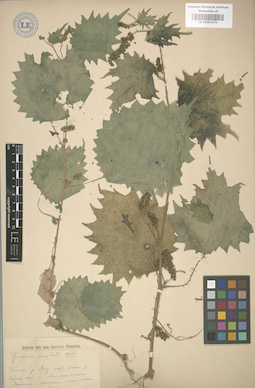 LE 01003270