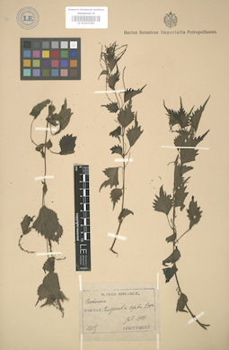 LE 01003286