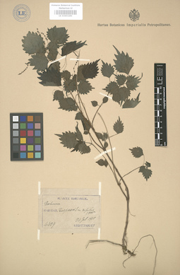LE 01003290