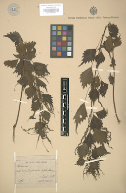 LE 01003291