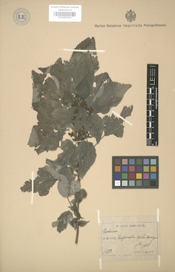 LE 01003294