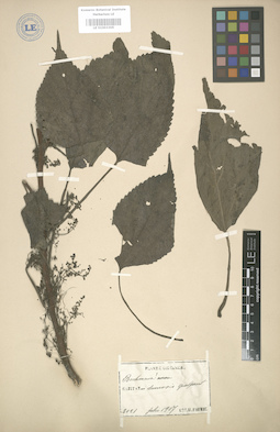 LE 01003305