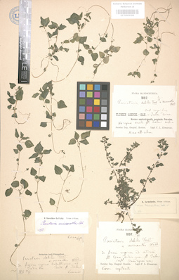 LE 01003306
