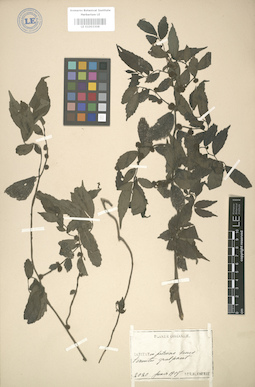 LE 01003308