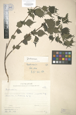 LE 01003311