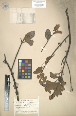 LE 01003313