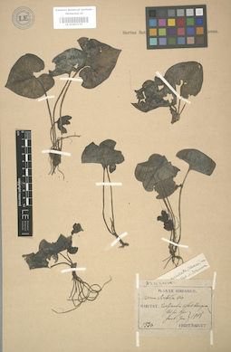 LE 01003335