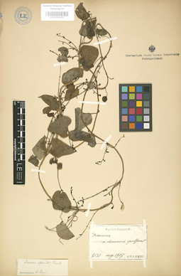 LE 01003351