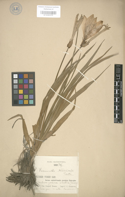 LE 01003375