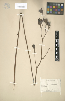 LE 01003377