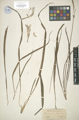 LE 01003386