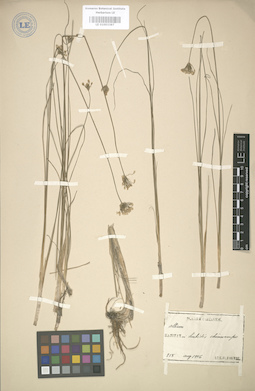 LE 01003387