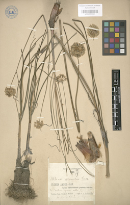 LE 01003388