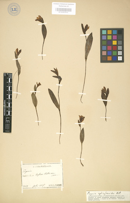 LE 01003521