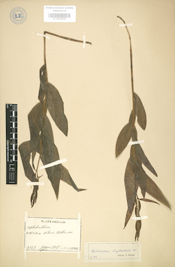 LE 01003523