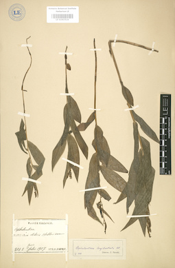 LE 01003524