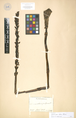 LE 01003529