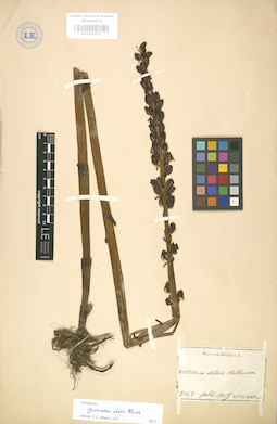 LE 01003531