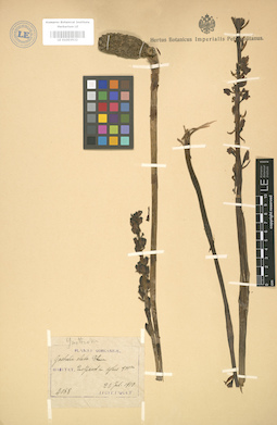 LE 01003532