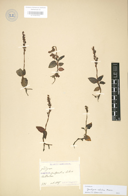 LE 01003552