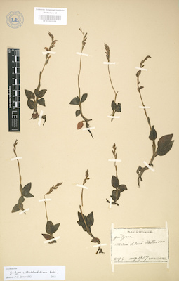 LE 01003556