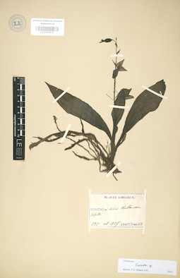 LE 01003572