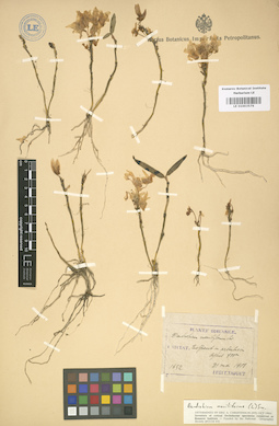LE 01003576