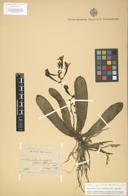 LE 01003585