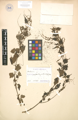 LE 01003586