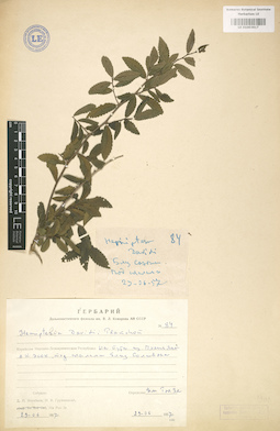 LE 01003617