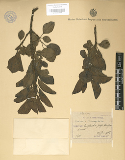 LE 01003646