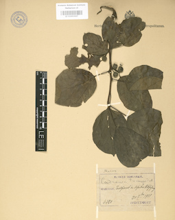 LE 01003647