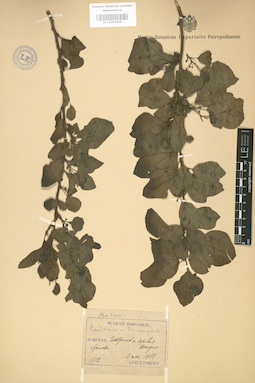 LE 01003648