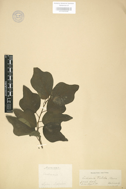 LE 01003649