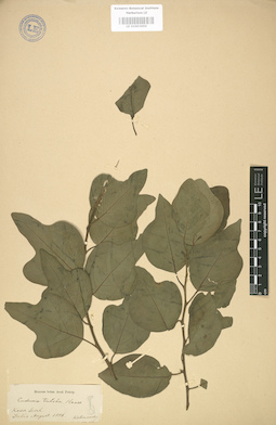 LE 01003650