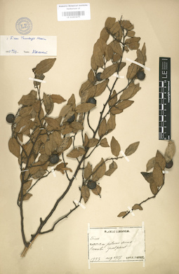 LE 01003675