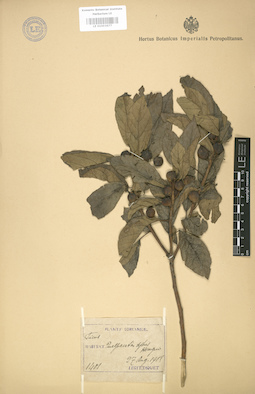 LE 01003677