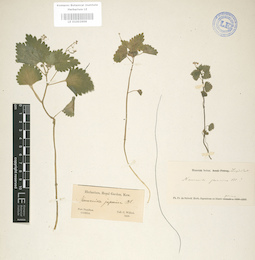 LE 01003698