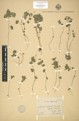 LE 01003699