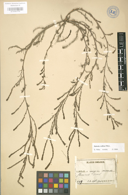 LE 01003733