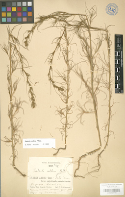 LE 01003736