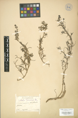 LE 01003737