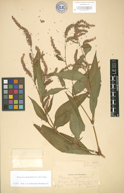LE 01003771