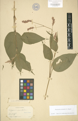 LE 01003784