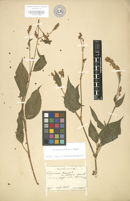 LE 01003788