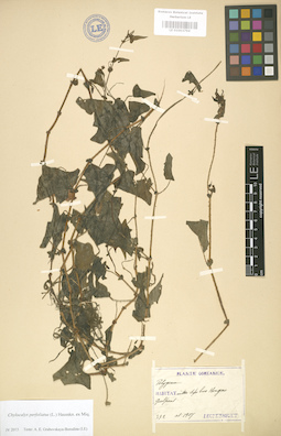 LE 01003794