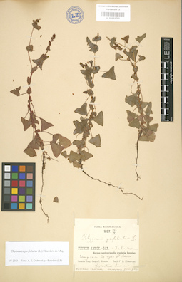 LE 01003795