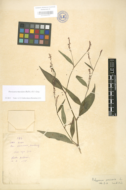 LE 01003797