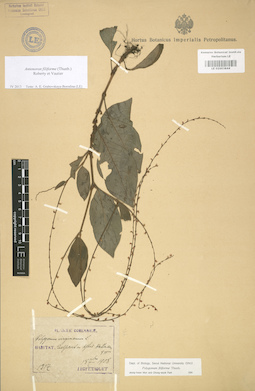 LE 01003844