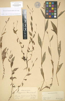 LE 01003851